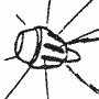 Wasp
