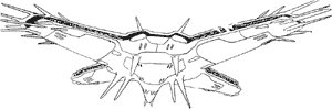 Rongu