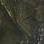 Branji5
